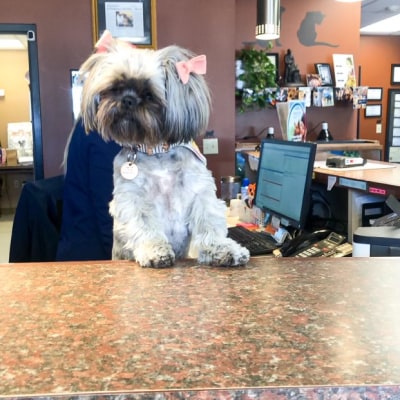 Our Veterinary Team