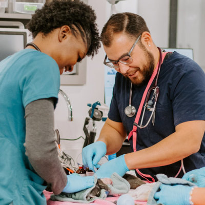 Inland Valley Veterinary Specialists Treatment