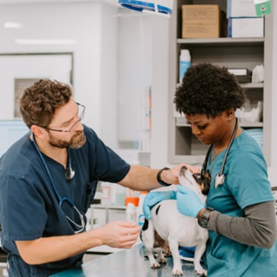 Inland Valley Veterinary Specialists Treatment