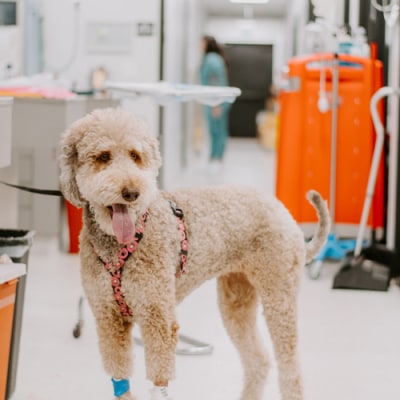Inland Valley Veterinary Specialists Patient