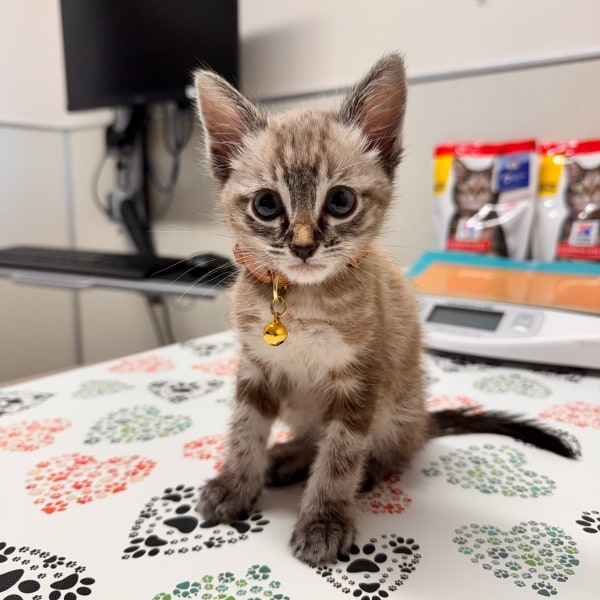 Adorable Kitten in For First Exam