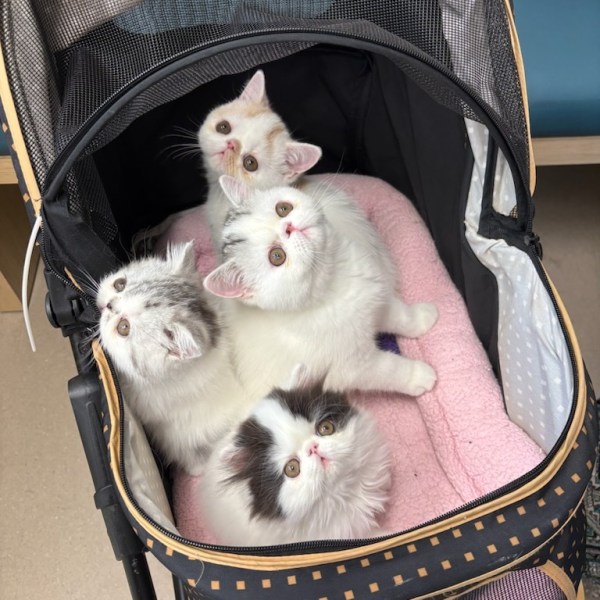 Four Persian Kittens Smiling for The Camera