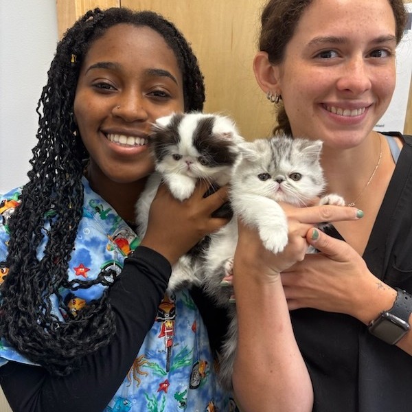 Two Kittens and their Adoring Fans