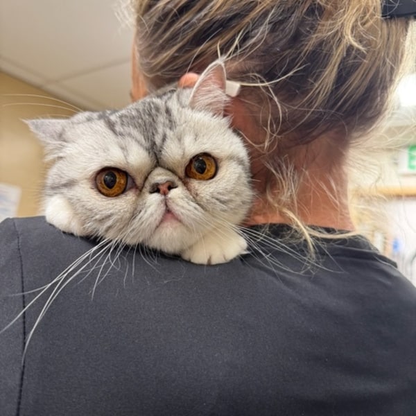 Persian Cat Watching Out Over Our Shoulder