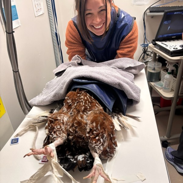 Providing Care for Foul