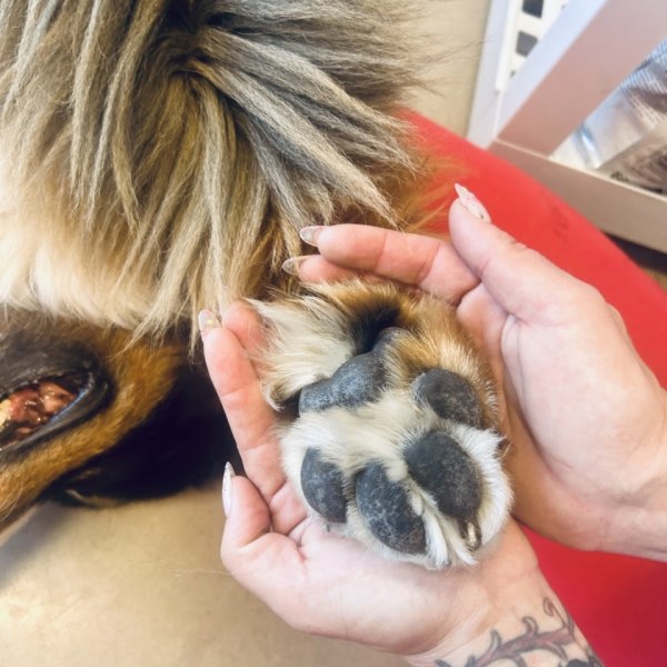Lovingly Holding a Paw