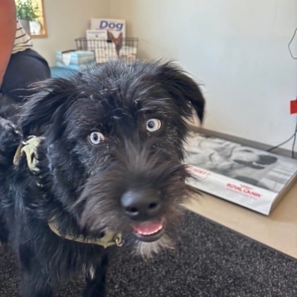Shaggy Black Dog Smiling into The Camera