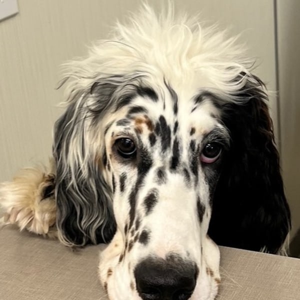 Black & White Spotted Dog's Handsome Face