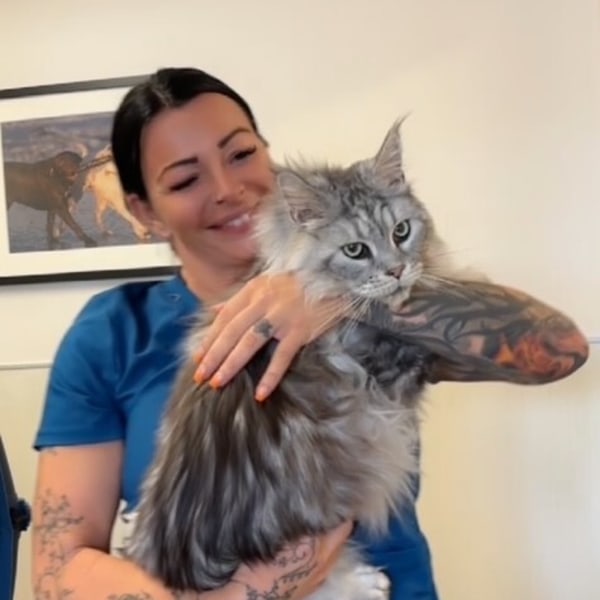 Staff Cuddling a Maine Coon Cat
