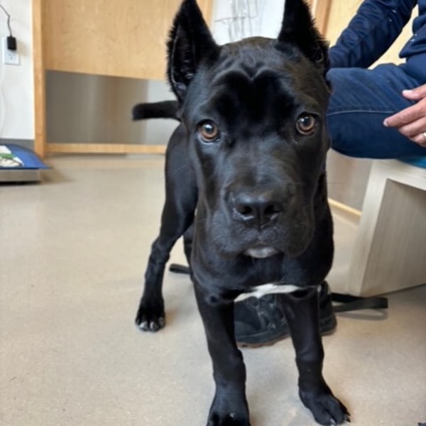 Cute Black Dog Looking Straight into the Camera