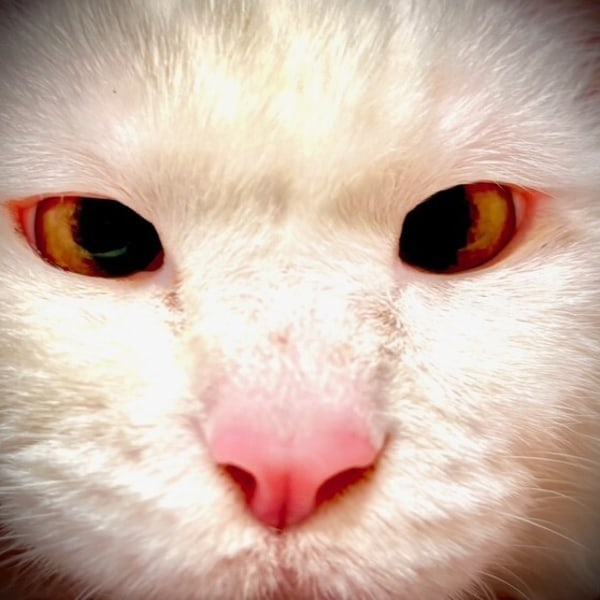 Cat Close-Up