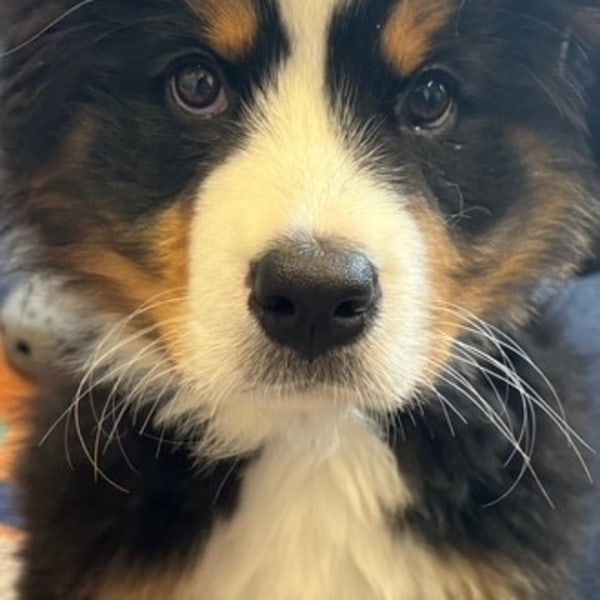 Bernese Mountain Dog Puppy