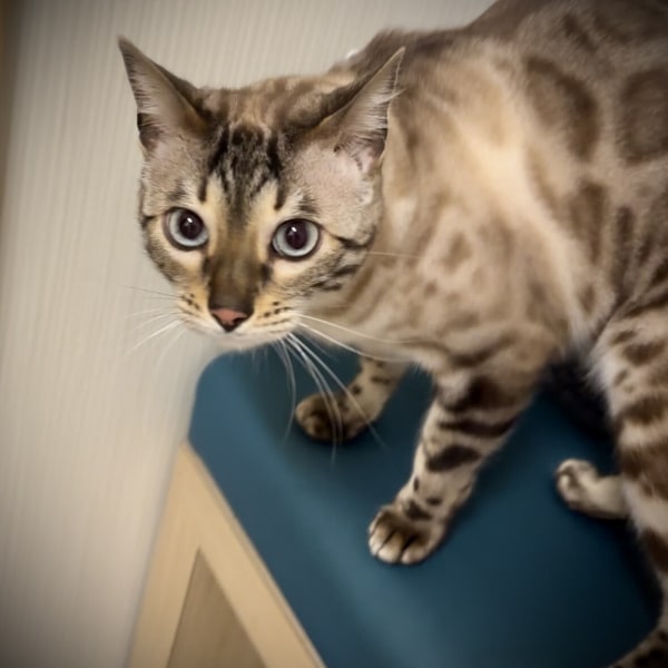 Beautiful Blue-Eyed Spotty Cat