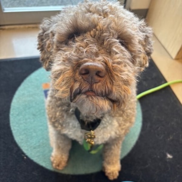 A Very Good Sit for the Camera