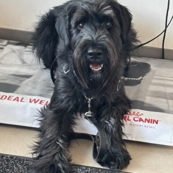 Shaggy Black Dog Looking Poised & Ready for Their Examination