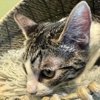Athena - Available for Adoption