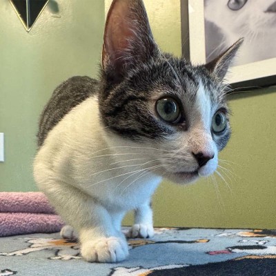 Athena - Available for Adoption