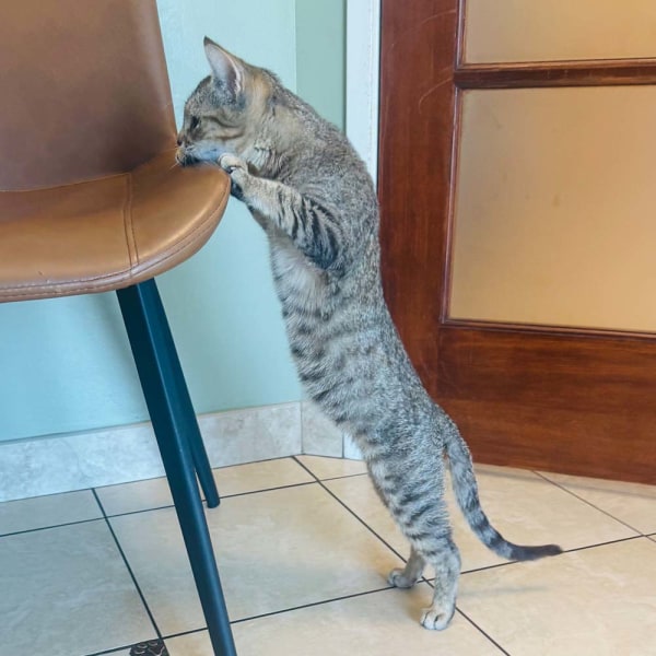 Hank - Adoptable Cat