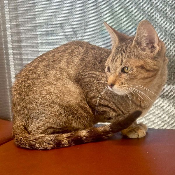 Hank - Adoptable Cat