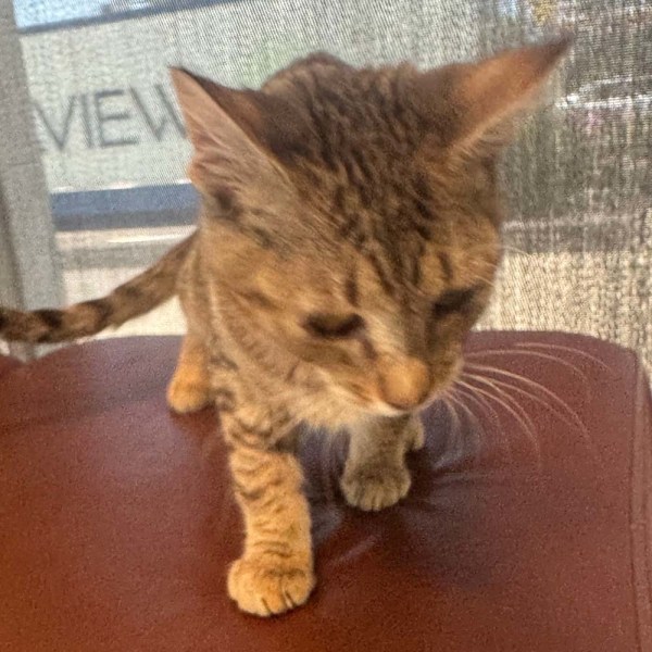 Hank - Adoptable Cat