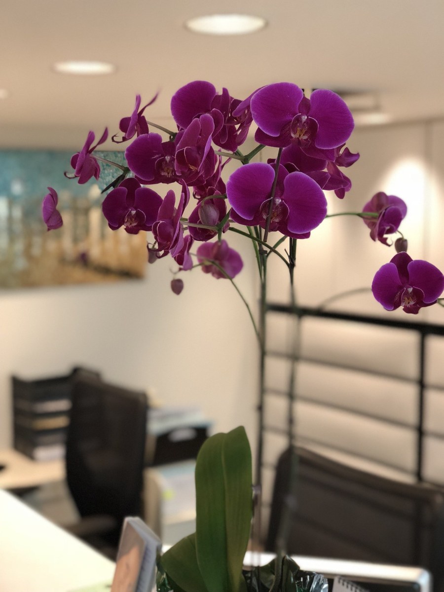 Office Flowers