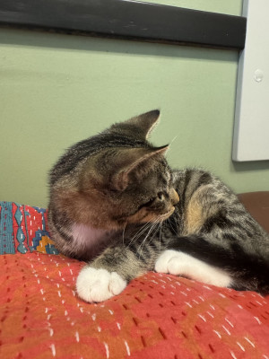 Carrie - Available for Adoption