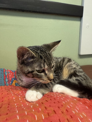Carrie - Available for Adoption