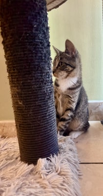 Carrie - Available for Adoption
