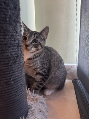 Carrie - Available for Adoption