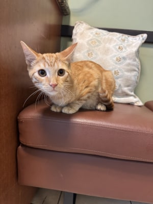 John - Available for Adoption