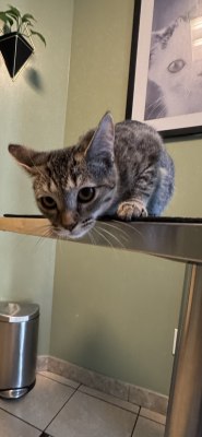 Jenny - Available for Adoption