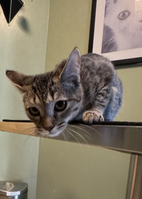 Jenny - Available for Adoption