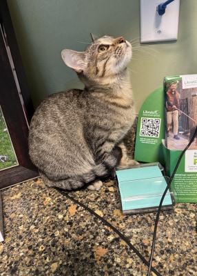 Jenny - Available for Adoption