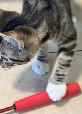 Jack - Available for Adoption