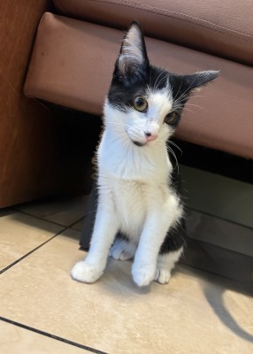Jackson - Available for Adoption