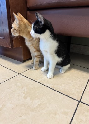 Jackson - Available for Adoption