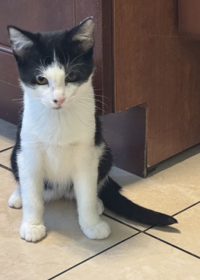 Jackson - Available for Adoption