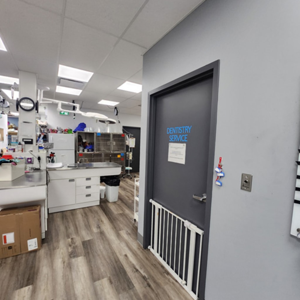 Burlington Veterinary Hospital Dentistry