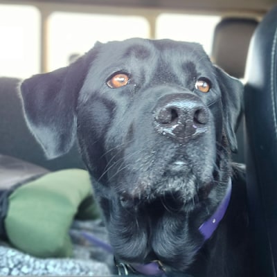 Napanee Veterinary Hospital Dog
