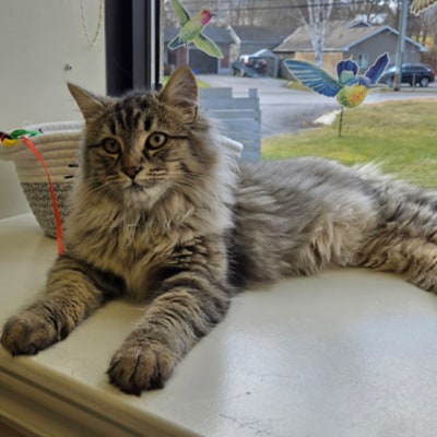 Napanee Veterinary Hospital Cat