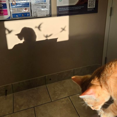 Napanee Veterinary Hospital Cat