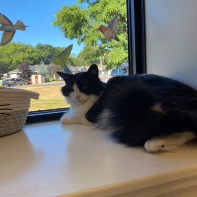 Napanee Veterinary Hospital Cat