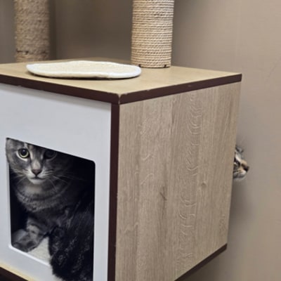 Napanee Veterinary Hospital Cat