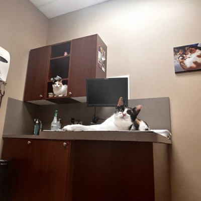 Napanee Veterinary Hospital Exam Room