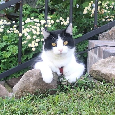 Napanee Veterinary Hospital Cat