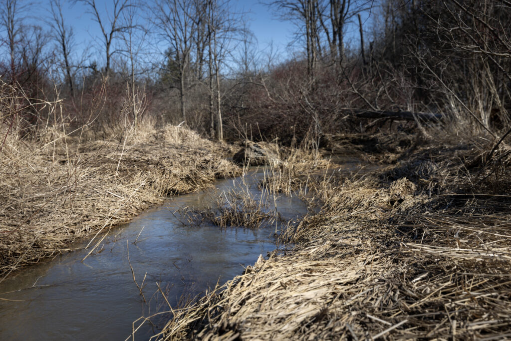 River flowing through flattened tall grass
