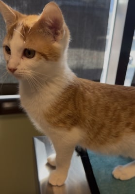 Adoptable Cats > Noodle