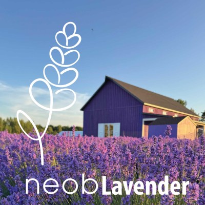 lavender picking
