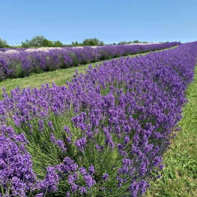 neob lavender farm