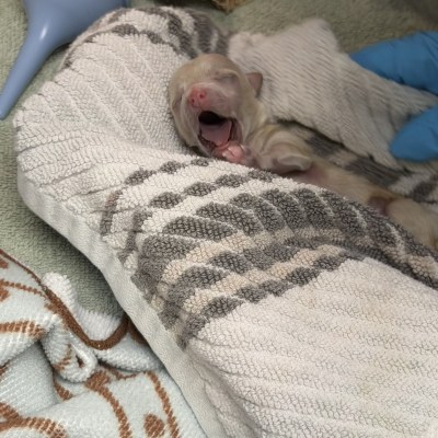 Newly delivered puppy